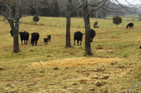 Wagyu is Our Business